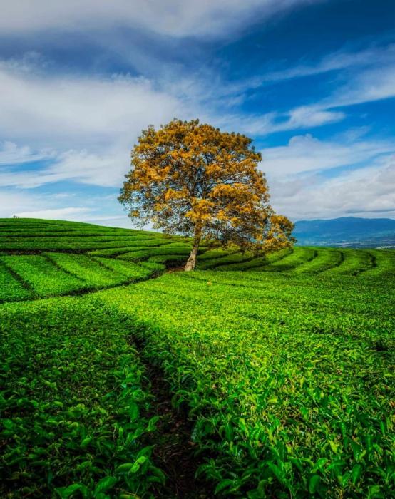 Perkebunan Teh Sukawana